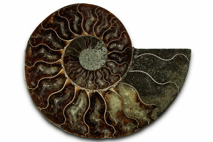 Cut & Polished Ammonite Fossil (Half) - Madagascar #318078